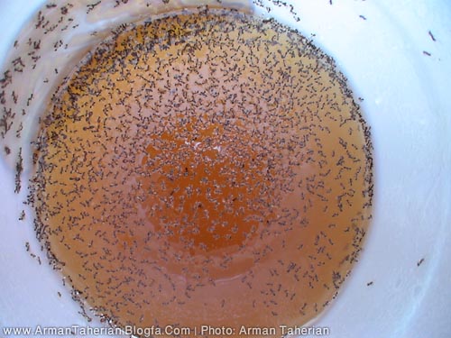 www.armantaherian.blogfa.com  |  خودکشی مورچه‌ها برای رسیدن به غذا