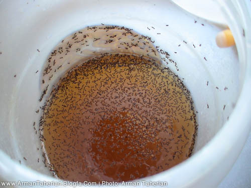 www.armantaherian.blogfa.com  |  خودکشی مورچه‌ها برای رسیدن به غذا